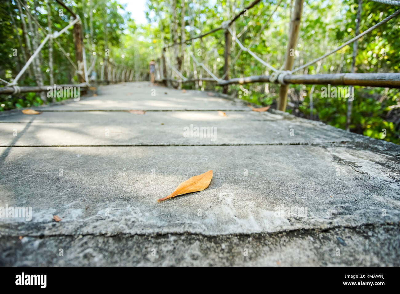 Fiel Blatt auf Gehweg in den Mangrovenwald, Trad Thailand. Stockfoto