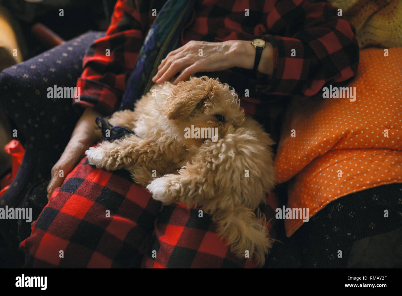 Weihnachten kalter Tag, kleine cutie seine Nase versteckt in einem Fell, die versuchen, warm zu bekommen. Sein Besitzer ihn streicheln, seinen Kopf und Ohren berühren. Red curlies, weißer Fleck Stockfoto
