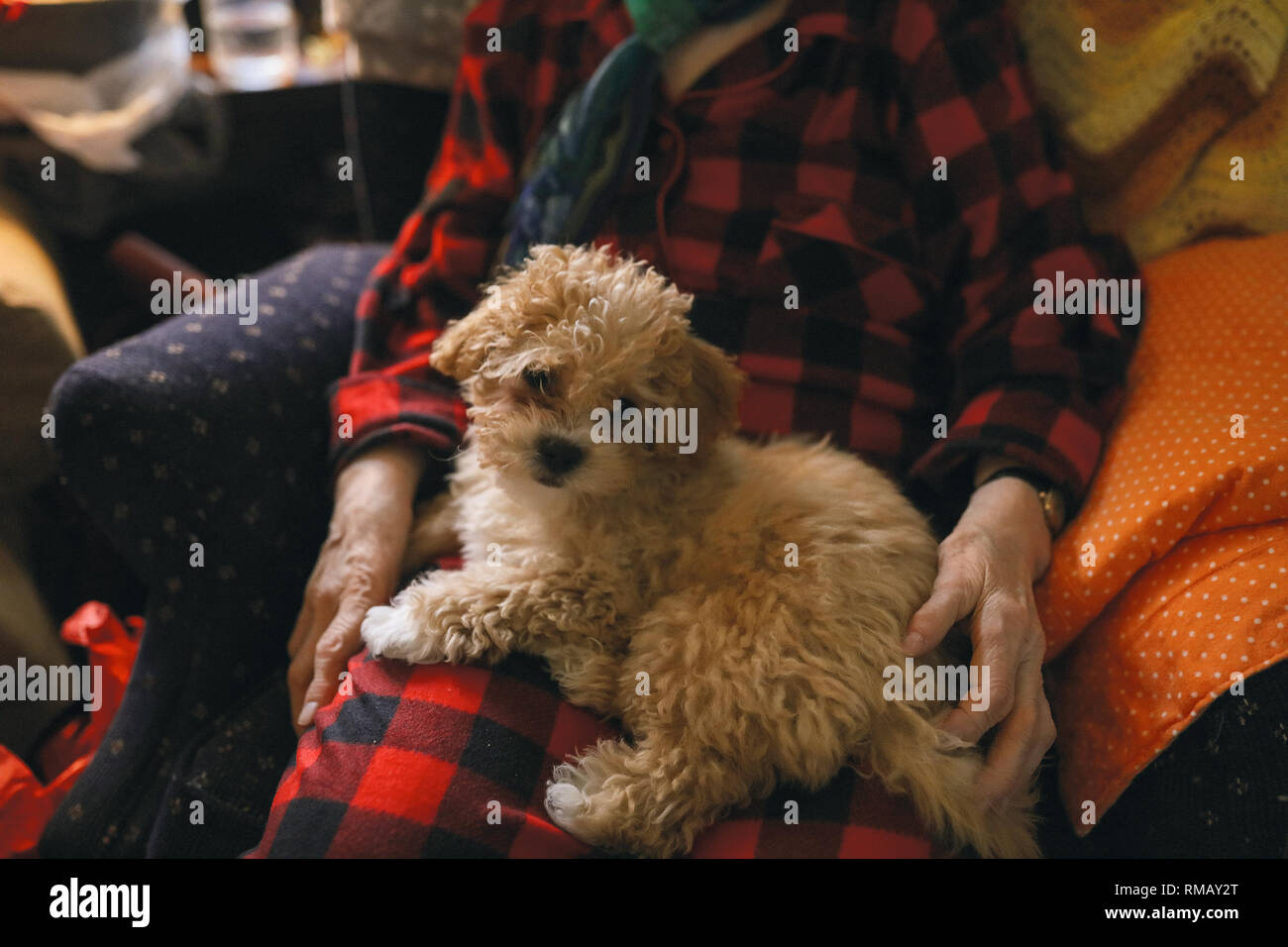 Süßen roten lockigen doggy liegend auf die Beine seiner Besitzerin, müde werden, nachdem er mit seinem Spielzeug gespielt. Alte Dame von ihrem kleinen Hund, es zu lieben und pet. Feiern Stockfoto