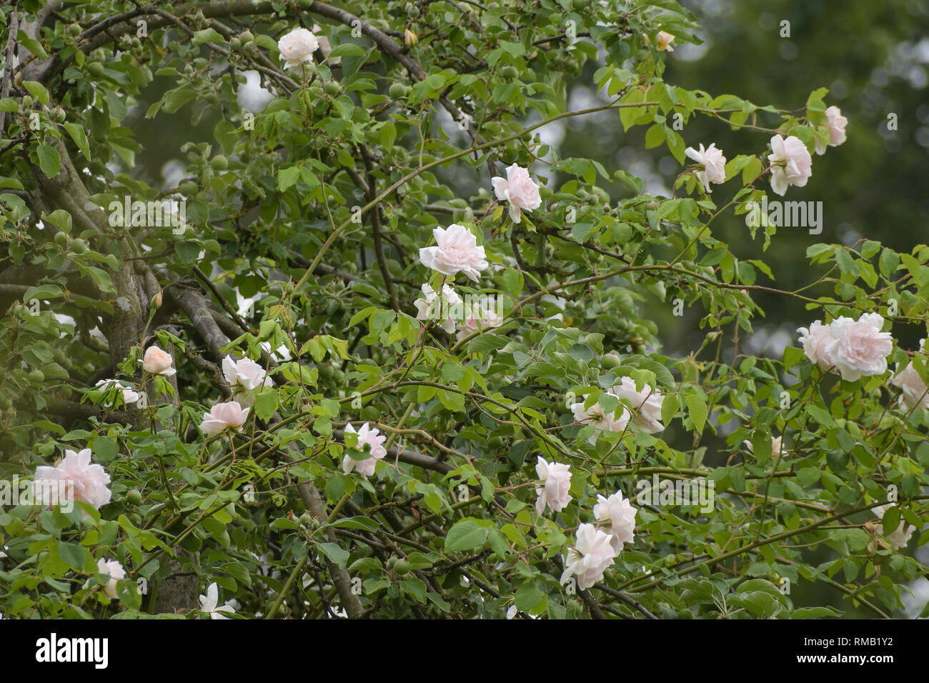 Wandern oder Klettern rose 'Madame Alfred Carriére' mit hell-rosa Blüten in einem Apfelbaum, alte Noisette stieg um Schwartz 1875 gezüchtet, ausgewählte konzentrieren Stockfoto