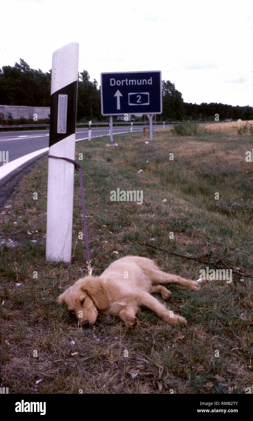 Wie der Sommerurlaub naht, Konflikte zwischen sogenannten Tierfreunde und ihre Schützlinge sind vorhersehbar: Der nette Nachbar, der nach der Welpe Hund aussehen könnte?? ist auch außerhalb der Stadt, und jedes Jahr Tausende von Haustiere landen auf der Seite der Straße. Es sterben qualvoll Verhungern oder durch Erdrosselung. Die armen Kreaturen, die in der Zeit gefunden haben auch ein trauriges Schicksal: Für viele von ihnen gibt es kein Entkommen aus dem Tierheim... Das Deutsche Tierhilfswerk e.V. bietet Hilfe für alle Urlauber, die nicht Ihre Haustiere mitnehmen. Stockfoto