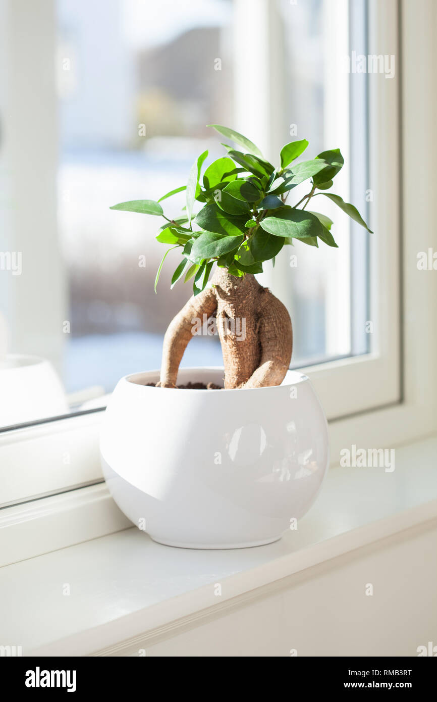 Zimmerpflanze ficus microcarpa Ginseng in Weiß Blumentopf Stockfoto