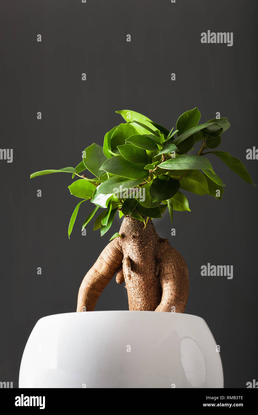 Zimmerpflanze ficus microcarpa Ginseng in Weiß Blumentopf Stockfoto