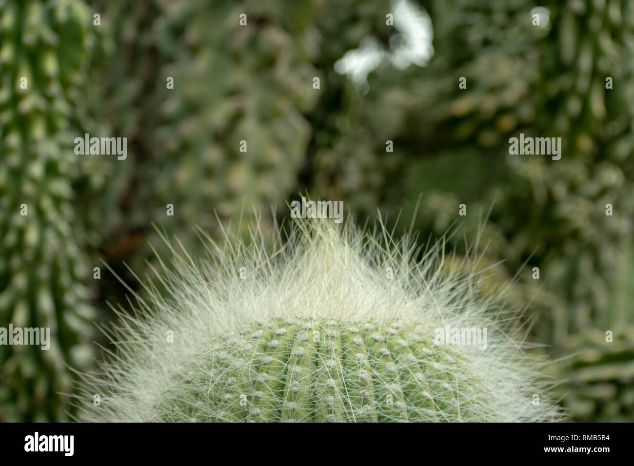 Kaktus mit weien stacheln -Fotos und -Bildmaterial in hoher Auflsung   Alamy