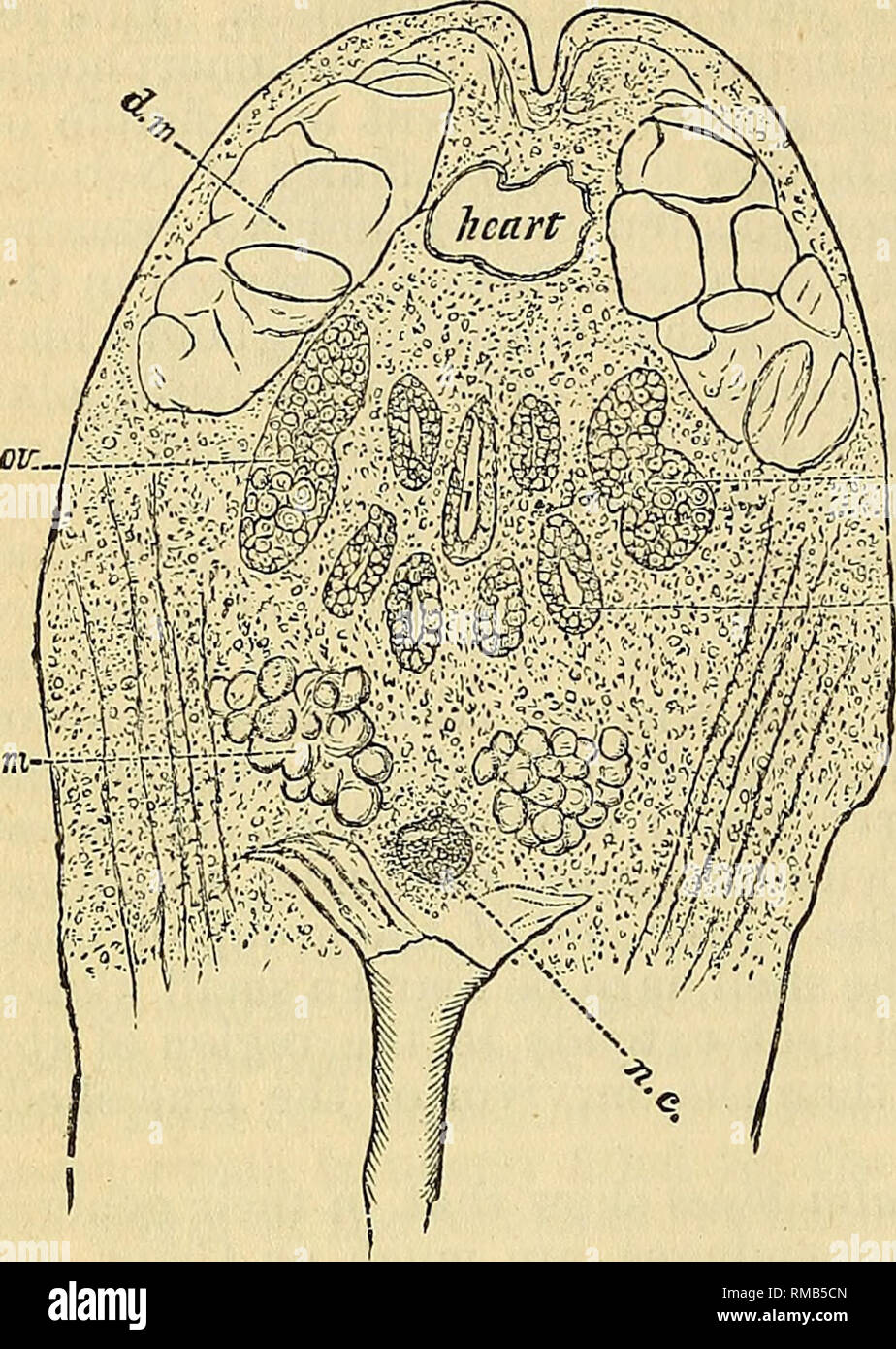 . Jahresbericht. 1 St-12th, 1867-1878. Geologie. 440 GEOLOGISCHE SUEVEY DER GEBIETE. ds £ -.-Q-v. coecal Rohre, die Serie von vier unteren sind die vier hinteren Rohre durch Claus als zurück in den Bauch beschrieben. In diesem Abschnitt der dorsalen Muskeln (Dm) den hinteren Teil des Körpers ap-Birne, und dem ventralen Muskeln (vm) sind größer als die in Abschnitt 9, während die ovarian Rohre (OV) kleiner sind. Ohne Übersetzung in Beschreibung volle Clans' von Herz und Kreislauf werden wir nur seine Schlussfolgerungen geben. Im Herzen von Nebalia ist ein langes gerades Rohr eine esse wenig dicker nur in f Stockfoto