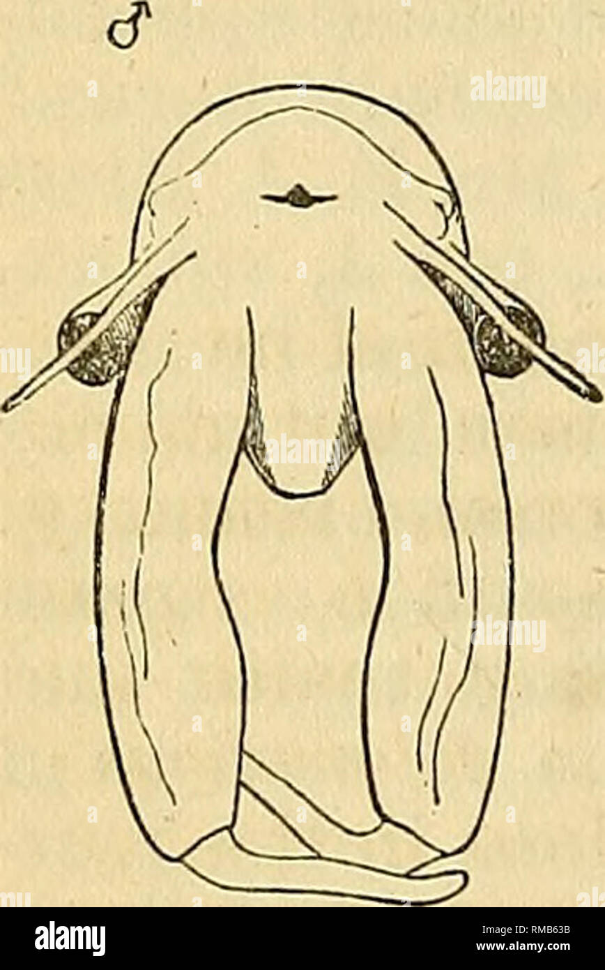 . Jahresbericht. 1 St-12th, 1867-1878. Geologie. Geologische ÜBERSICHT DER GEBIETE. Port auf dem amerikanischen Phyllopoda in das Volumen für 1869 der Ameri-can-Verband für die Förderung der Wissenschaften und Künste diese Exemplare der langgestreckte Paarung besitzen, mit gezahnten basal Gelenke, und länglichen ei Beutel der Arten der Branchinecta und dis-tinguished vom BrancMpus paludosus von Midler, auch von Grün-land, (wenn seine Figur in der Zool. Danica, PI. 48, richtig sein) durch die deutlich kürzeren Lanzettlichen kaudale Anhängsel. In B. paludosa sind diese Ver- Wie sehr schlank, acumi Stockfoto