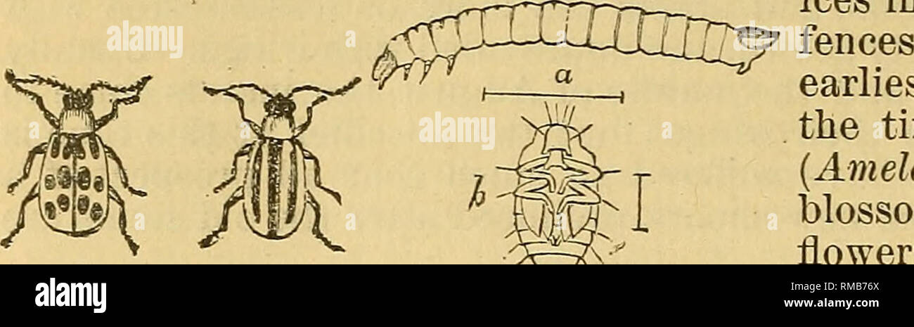 . Jahresbericht. 1 St-12th, 1867-1878. Geologie. 770 KEPOKT UNITED STATES Geological Survey. Der Gestreifte Squash-Beetle, Biabrotica vittata Fabricius (Abb. 37). - Die auf der Kürbis Kürbis, Gurke und Melone Reben, sobald die Blätter sind oben, essen Löcher in die Blätter und die Tötung der jungen Pflanze; ein kleines gelb-gestreift Käfer, dessen Larve ist ein langer, schlanker grub, die in den Wurzeln im Juni und Juli Bohrungen. Dieses universelle Pest ist so vertraut, i.e. die Nortliern Staaten wie kaum Beschreibung zu benötigen. Der Käfer überwintert unter Blättern oder in der Crev - ICES-Abteilung, in der Rinde von Bäumen oder in Erscheinen ein Stockfoto