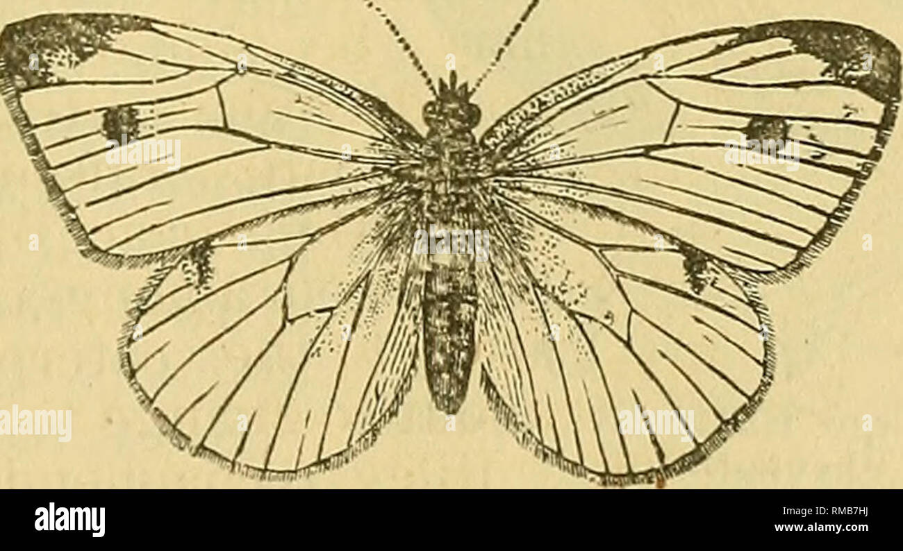 . Jahresbericht. 1 St-12th, 1867-1878. Geologie. Abb. 18,- Europäische Cabbage Butterfly, männlich. schwarz, mit Weiß, während auf den Vorderflügeln ist ein einzelner, und in der weiblichen gibt es zwei große schwarze Flecken, die sich zwei Drittel der Entfernung von der Basisstation zum äußeren Rand des Flügels. Es exp^ inds ungefähr zwei Zoll. Das Weibchen legt ihre Eier einzeln auf der Unterseite der Blätter. Die Raupe (Abb. 20 a) ist grün, und so dicht mit Minute die Haare so zu vt-lvcty werden geschmückt; es hat eine gelbliche Streifen über den Rücken und die andere entlang jeder Seite, der Bauch ein blasser, helleres Grün; es ist der Stockfoto