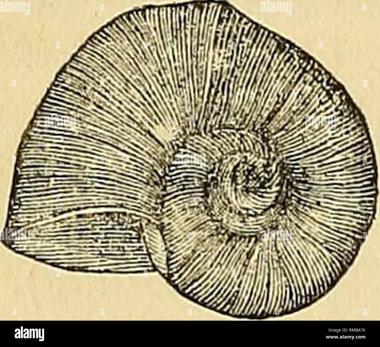 . Jahresbericht. 1 St-12th, 1867-1878. Geologie. 402 GEOLOGISCHE ÜBERSICHT DER GEBIETE. Auch aus Hell-Gate River, Montana (Cooper) aufgezeichnet; Utah; Ma-lade River, Idaho (Hemphill); Washington; Yellowstone River (Smithsonian Katalog); britischer Besitzungen (Herr) gegen Mitternacht. Cosmopolitan. PLANORBINiE. Helisoma plexata, sp. nov. Shell ein wenig größer als S. Trivolvis, sagen wir, von unregelmäßigen Proportionen, zerbrechlich; Umgänge 4-5, die innere 3-4 des Spire' gewinkelt und in einer Ebene, die deutlich auf der Ebene der äußeren Revolution in der Weise, dass die Carina des Th geneigt, gespult Stockfoto