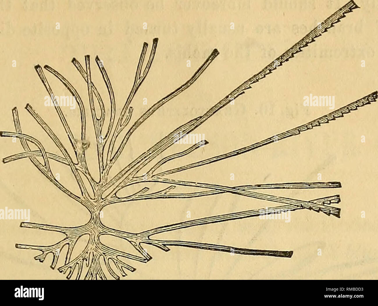 . Jahresbericht der Regenten der Universität des Staates New York auf den Zustand der Kabinett der Naturgeschichte und der historischen und antiquarischen Sammlung im Anhang dazu. Wissenschaft. Nr. 186.] 57 Abb. 8. Die Probe, der natürliche Größe.. Zu Graptolithus Multifasciatus. Graptolithus divergens (n.s.). Körper schlank, bestehend aus einem gerade zentrale stipe oder rachis; auf jeder Seite der Längsachse, von denen aus mehrere Zweige paarweise, und fast einander gegenüber, an der Basis: Diese Zweigniederlassungen von ungleicher Länge, die längste häufig Solange t Stockfoto