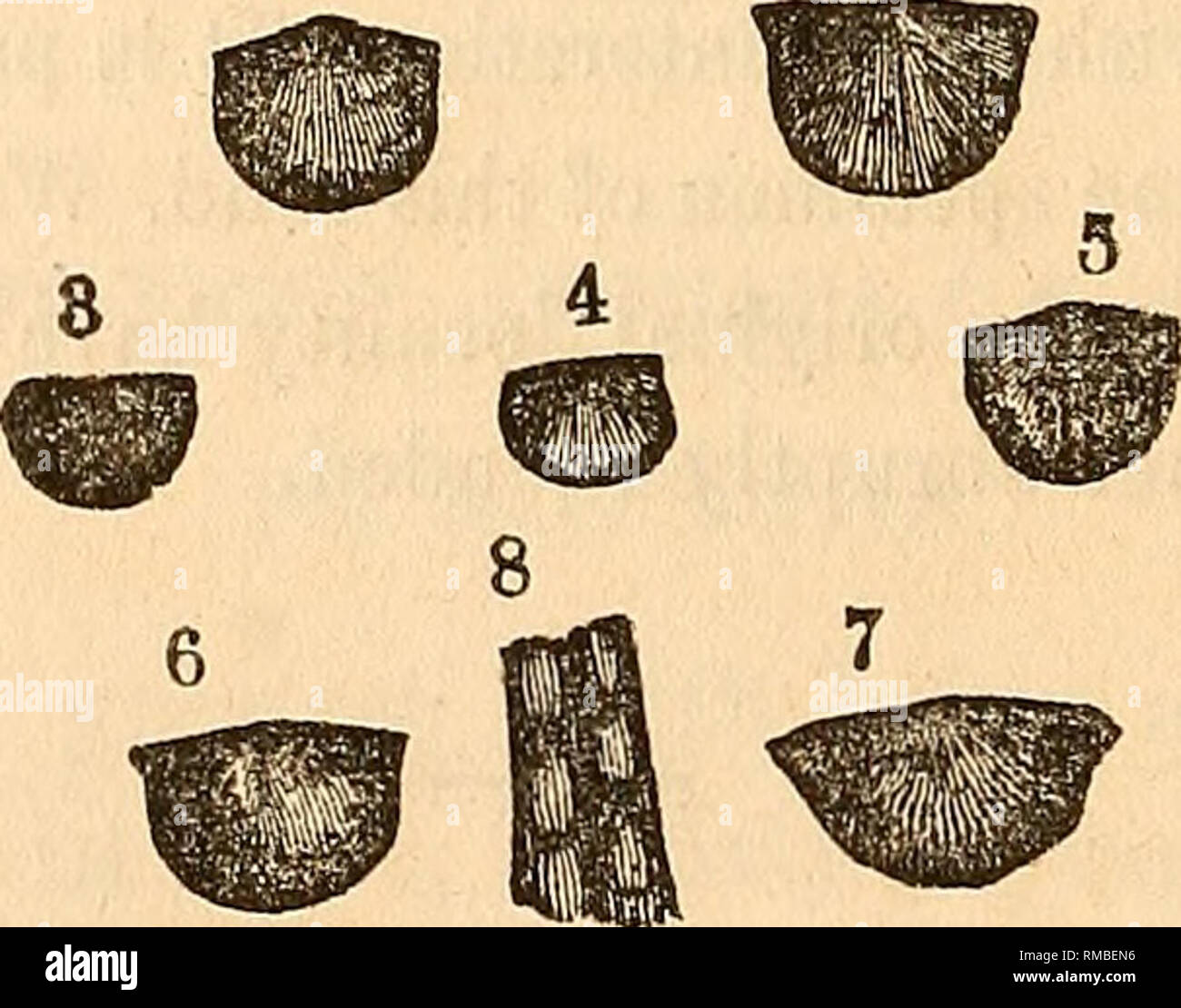 . Jahresbericht der Regenten der Universität des Staates New York auf den Zustand der Kabinett der Naturgeschichte und der historischen und antiquarischen Sammlung im Anhang dazu. Wissenschaft. 118 [Sewatk, die eine schwach vernetztem Auftritt unter dem Magni produzieren - fier. Oberfläche der Schale, wenn Sie gut in Kalkstein erhalten, glatt und glänzend. Cast stark und tief Keratitis, besonders in Richtung der Margen: Stacheln kleine und fast senkrecht zum Scharnier-line; Anzahl unbekannt. Die Schlieren nicht die Winkel der Kardinal Extremitäten ausdehnen; einen beträchtlichen Raum gelassen werden Stockfoto