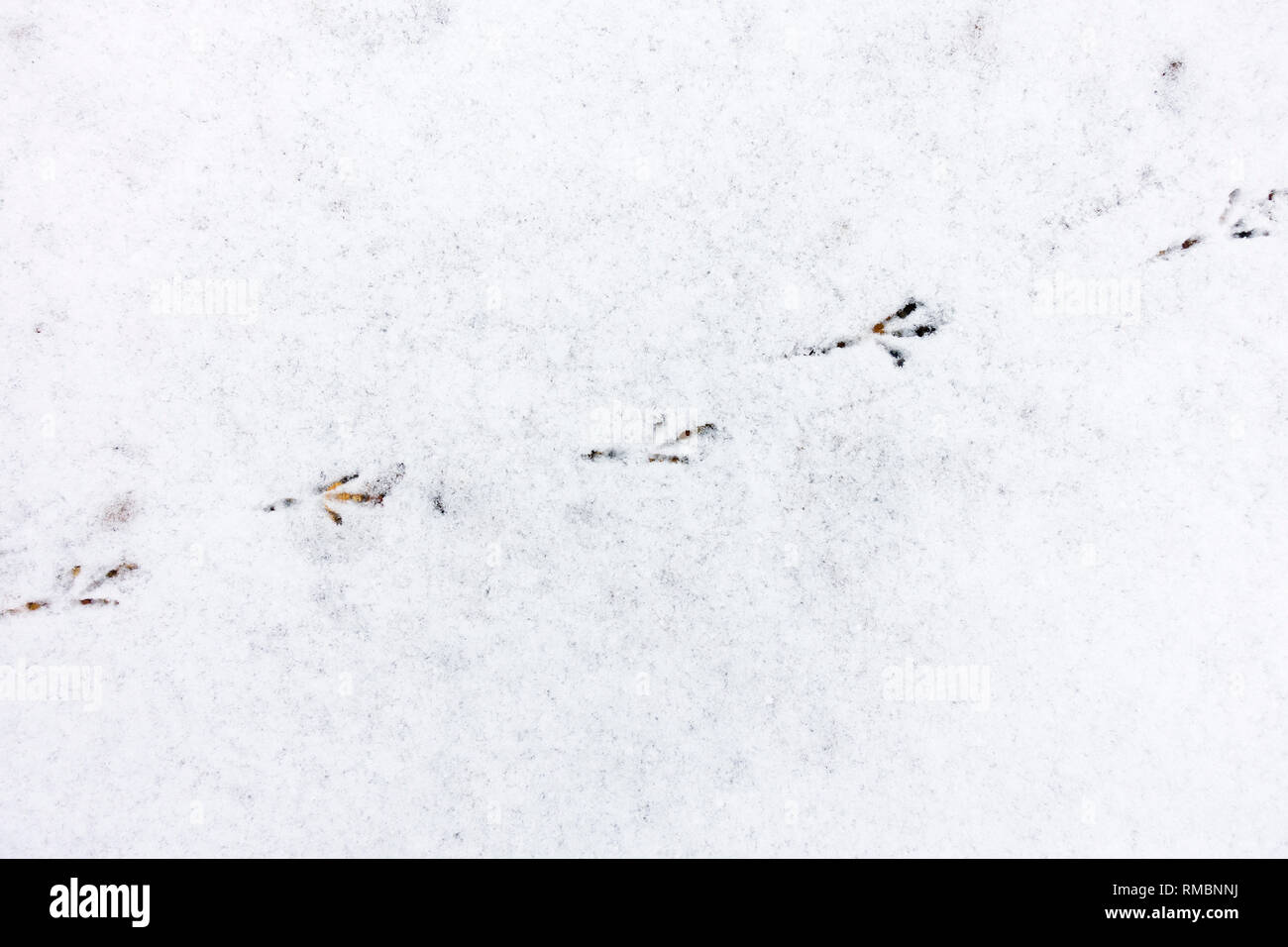 Vogel Track in leichte Schneedecke Stockfoto