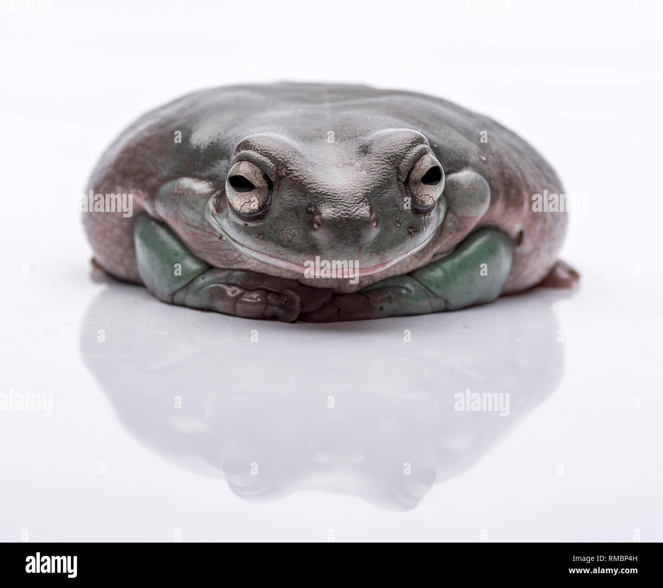 Eine grosse, fette Australischer Laubfrosch, auf dem Boden sitzend. Von einer reinen weißen Hintergrund. Konzentrieren Sie sich auf die Augen. Zimmer für Kopie Stockfoto