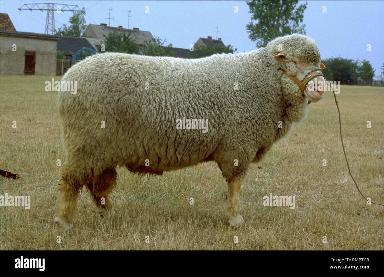 Die Merino Schafe longwool stammt aus der Kreuzungen der indigenen Merino  Schaf mit international bewährten semi-feine Wolle Rassen zur  Fleischgewinnung gehalten. Die Bereiche sind die Mittelgebirge und  landwirtschaftlichen Gebiete in Thüringen und