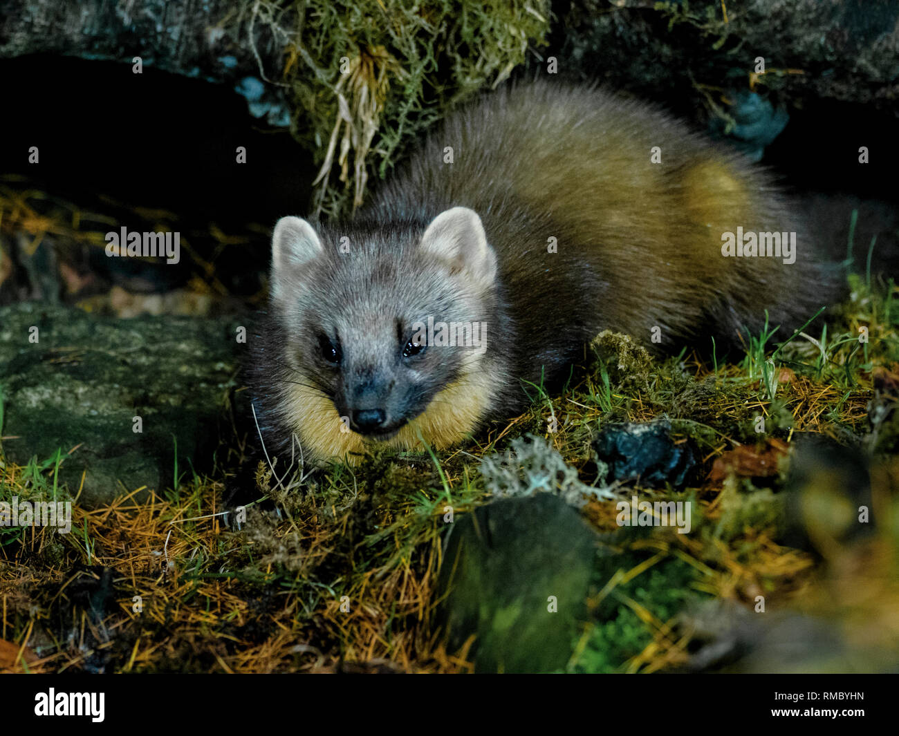 Die nacht des marders Fotos und Bildmaterial in hoher Auflösung Alamy