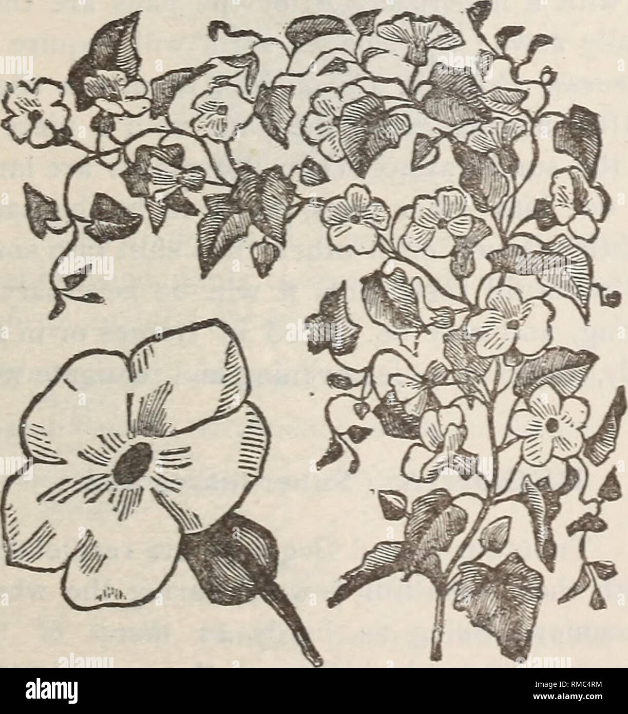 . Jährliche Beschreibender Katalog der Samen, &Amp; c: Februar 1st, 1886. Baumschulen Massachusetts Kataloge Kataloge; Blumen; Samen Samen Samen Kataloge Kataloge; Gemüse; Garten Kataloge. Katalog der Blumen Samen. Erbsen, süß-fortgesetzt. j. TACSONIA Arten kultiviert und sind wahr zu nennen. Winterharte Einjährige und mehrjährige Pflanzen. Höhe vier Fuß. Pkt. Schmetterling, weiß, zart geschnürt mit Lavendel-Blau: sehr aromatisch und wertvoll für Blumensträuße,. . . . 0,15 Euro Crown Princess von Preußen, eine zarte Röte; sehr fein, 10 Painted Lady, Rose und Weiß, 05 Lila, 05 Scarlet unbesiegbar, reich scarle Stockfoto