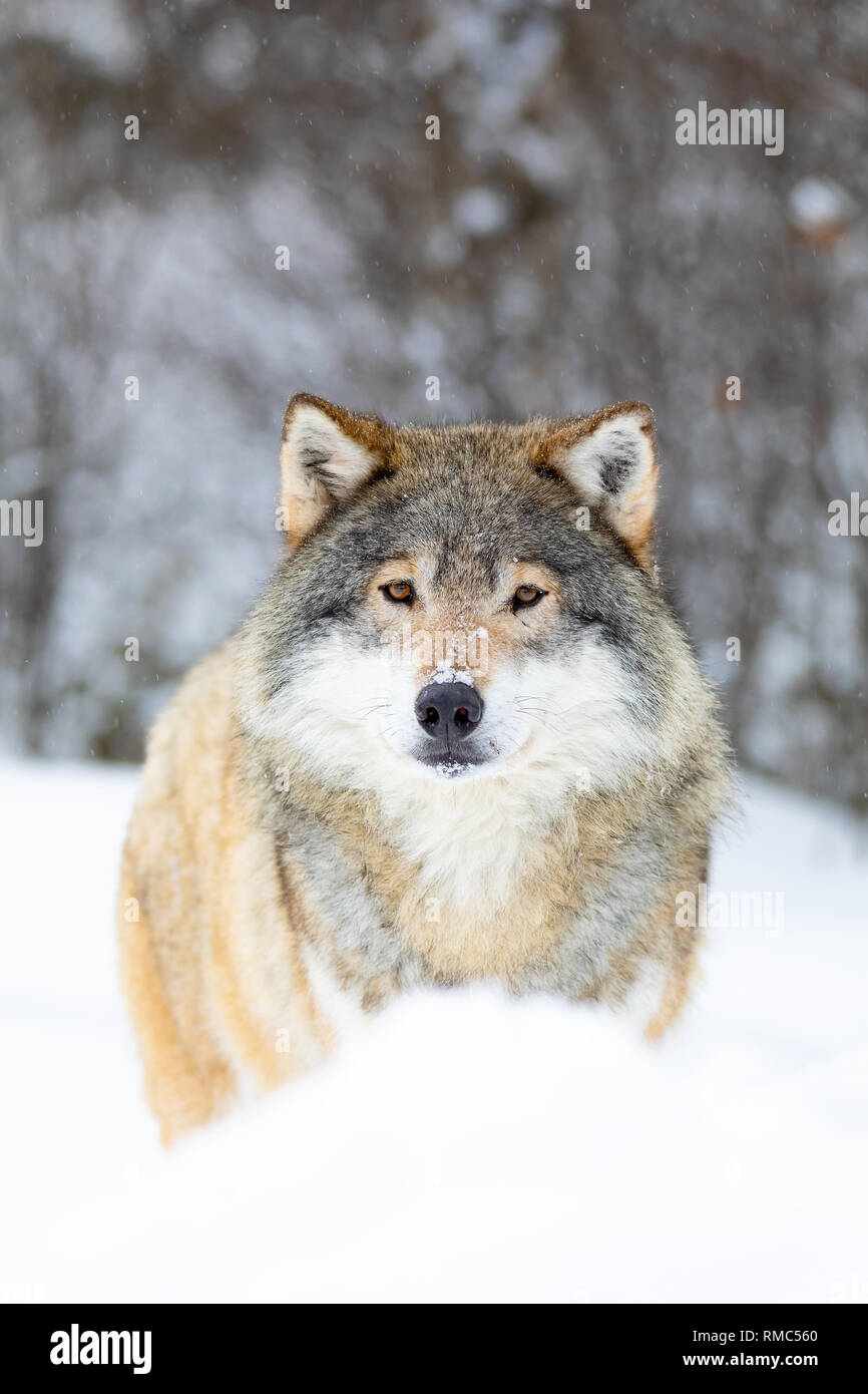 Männliche Wolf steht im Schnee im schönen Winter Forest Stockfoto