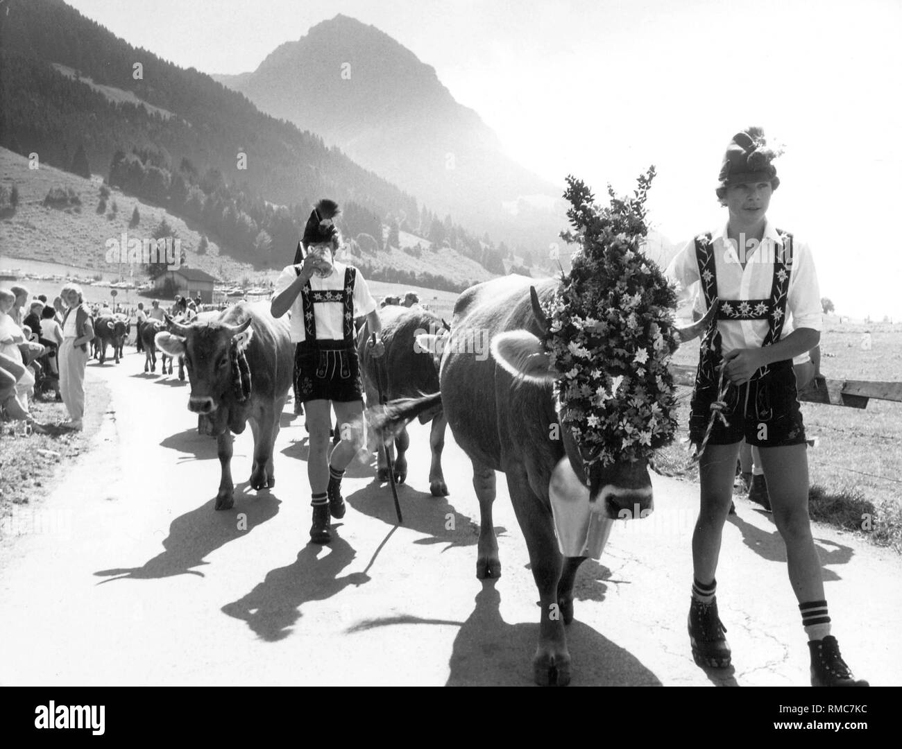 Die Herden von Kühen sind bis ins Dorf getrieben nach einem Sommer auf der Alm, wo die Besitzer ihre Tiere zurück zu ihren eigenen Stall. Hier Jungs tragen Hut und Lederhosen, einer von ihnen mit einem Bierkrug in der Hand, führen die dekorierten junge Rinder zurück ins Dorf. Stockfoto