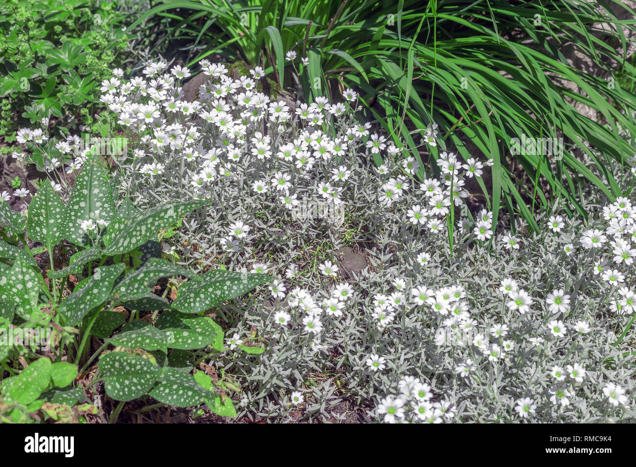 Cerastium kleine weiße Blüten. Maus - Ohr Vogelmiere blühende Pflanze im  Frühjahr Garten Stockfotografie - Alamy