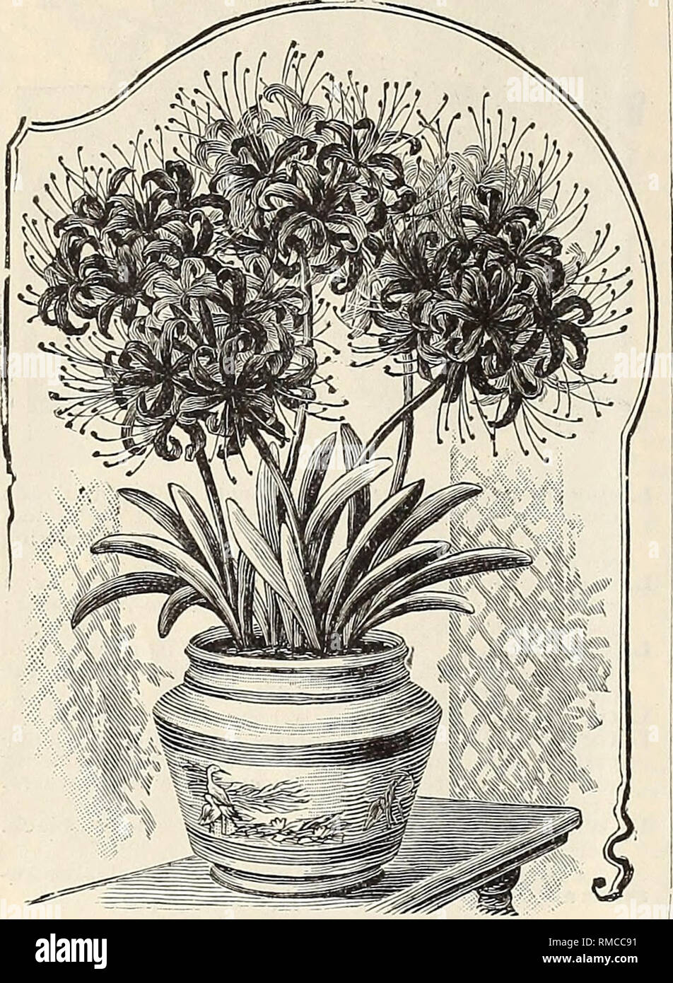 images Japanese Spider Lily Drawing alamy