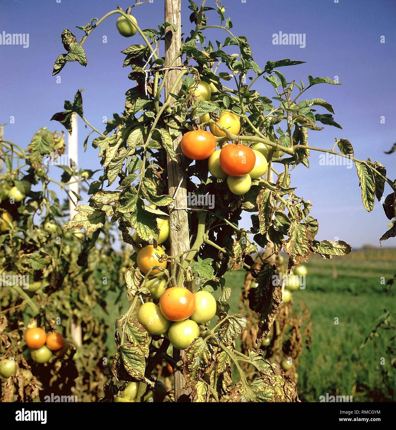 Tomaten Anbau auf der Insel Reichenau am Bodensee. Stockfoto