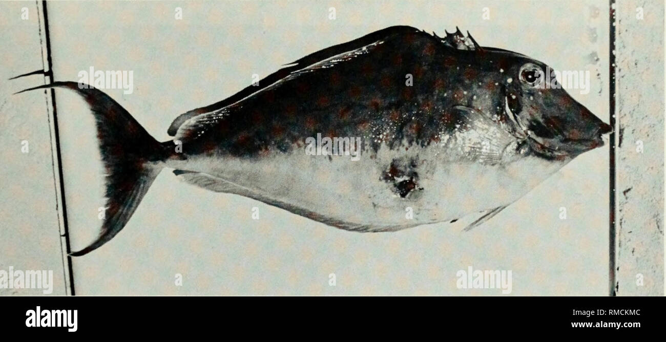 . Eine Kommentierte Checkliste der Fische auf dem Chagos-archipel, zentralen Indischen Ozean. Fische. Abb. 410. Ctenochaetus striatus, 30 mm SL, Peros Banhos. Abb. 411. Ctenochaetus strigosus, 101 mm SL, Peros Banhos.. Abb. 412. Naso-brachycentron, 464 mm, SL, Eagle Island.. Bitte beachten Sie, dass diese Bilder sind von der gescannten Seite Bilder, die digital für die Lesbarkeit verbessert haben mögen - Färbung und Aussehen dieser Abbildungen können nicht perfekt dem Original ähneln. extrahiert. Winterbottom, Richard, 1944; Emery, Alan, 1939 -; Holm, Erling, 1950; Royal Ontario Museum. Toronto: Royal O Stockfoto