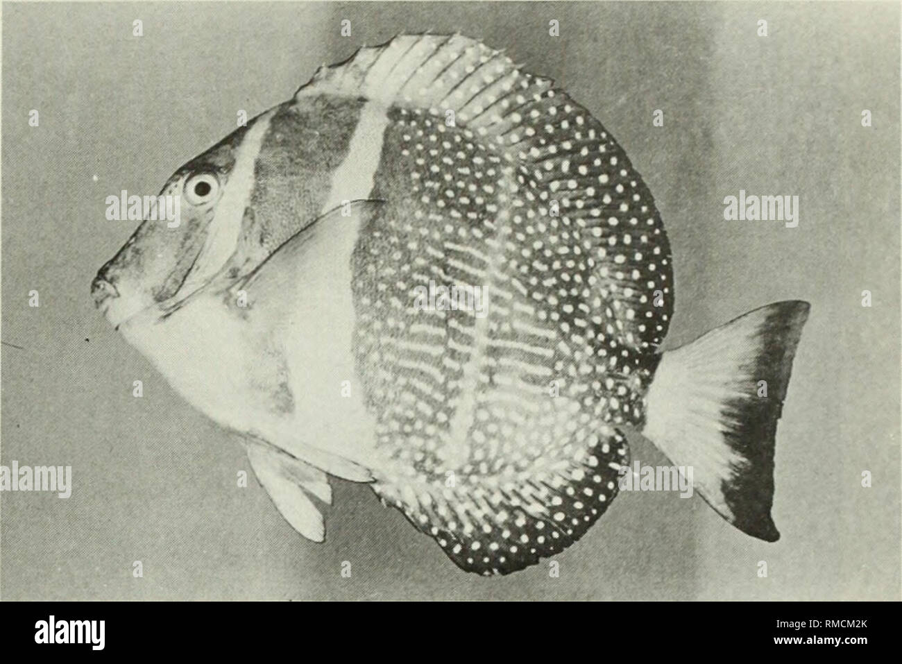 . Eine Kommentierte Checkliste der Fische auf dem Chagos-archipel, zentralen Indischen Ozean. Fische. Abb. 398. Acanthurus bleekeri, 300 mm SL, Peros Banhos. Abb. 399. Acanthurus guttatus, 173 mm SL, Salomon.. Bitte beachten Sie, dass diese Bilder sind von der gescannten Seite Bilder, die digital für die Lesbarkeit verbessert haben mögen - Färbung und Aussehen dieser Abbildungen können nicht perfekt dem Original ähneln. extrahiert. Winterbottom, Richard, 1944; Emery, Alan, 1939 -; Holm, Erling, 1950; Royal Ontario Museum. Toronto: Royal Ontario Museum Stockfoto