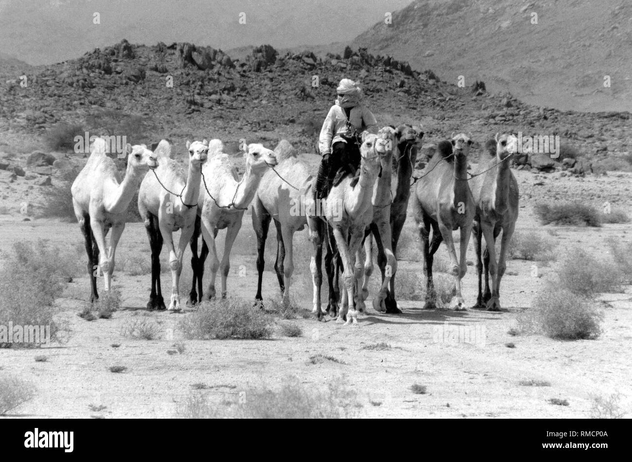 Ein algerischer Mann reitet mit einer Herde von Kamelen in der ariden Hoggar massiv von der Wüste Sahara. (Undatiertes Foto) Stockfoto