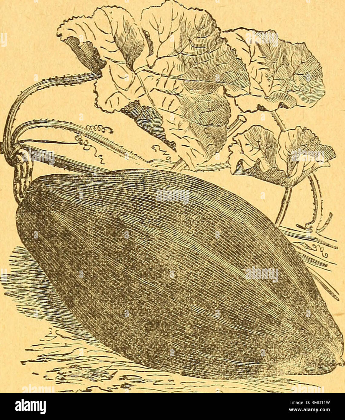 . Jährliche beschreibenden Katalog von Saatgut: Für den Gemüsegarten, für die Blume Garten, für den Rasen, für die Landwirtschaft, für den Kindergarten. Verkaufskataloge New York (State) New York; Gemüse Samen Kataloge; Pflanzen, Zierpflanzen Kataloge; Bäume Kataloge; Blumen; Frucht Samen Samen Kataloge Kataloge.thorburn Katalog der Samen. 37 SQUASH - Geißel - Calalazor -^ lb. ^ oz. 1588 Juwel $ 1 00 10 1590 Frühe Golden Bush 75 10 1594 frühen weißen Jakobsmuschel Bush 75 10 1595 grün gestreiften Bergen.. 75 10 1596 Sommer Crook-Neck... 75 10 1597 französische Oliven 2 50 25 1598 Kleine Cocoanut 125 10 1599 Pine Apple Stockfoto