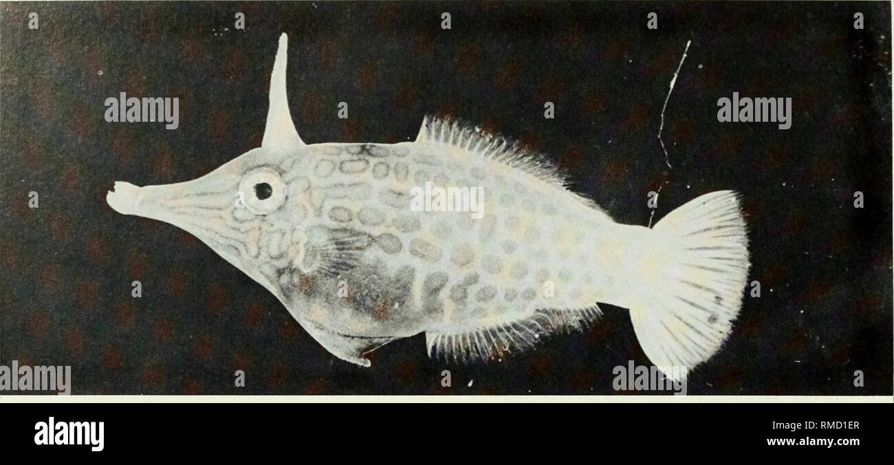 . Eine Kommentierte Checkliste der Fische auf dem Chagos-archipel, zentralen Indischen Ozean. Fische. Abb. 434. Oxymonacanthus longirostris, 57mm, SL, Eagle Island.. Bitte beachten Sie, dass diese Bilder sind von der gescannten Seite Bilder, die digital für die Lesbarkeit verbessert haben mögen - Färbung und Aussehen dieser Abbildungen können nicht perfekt dem Original ähneln. extrahiert. Winterbottom, Richard, 1944; Emery, Alan, 1939 -; Holm, Erling, 1950; Royal Ontario Museum. Toronto: Royal Ontario Museum Stockfoto