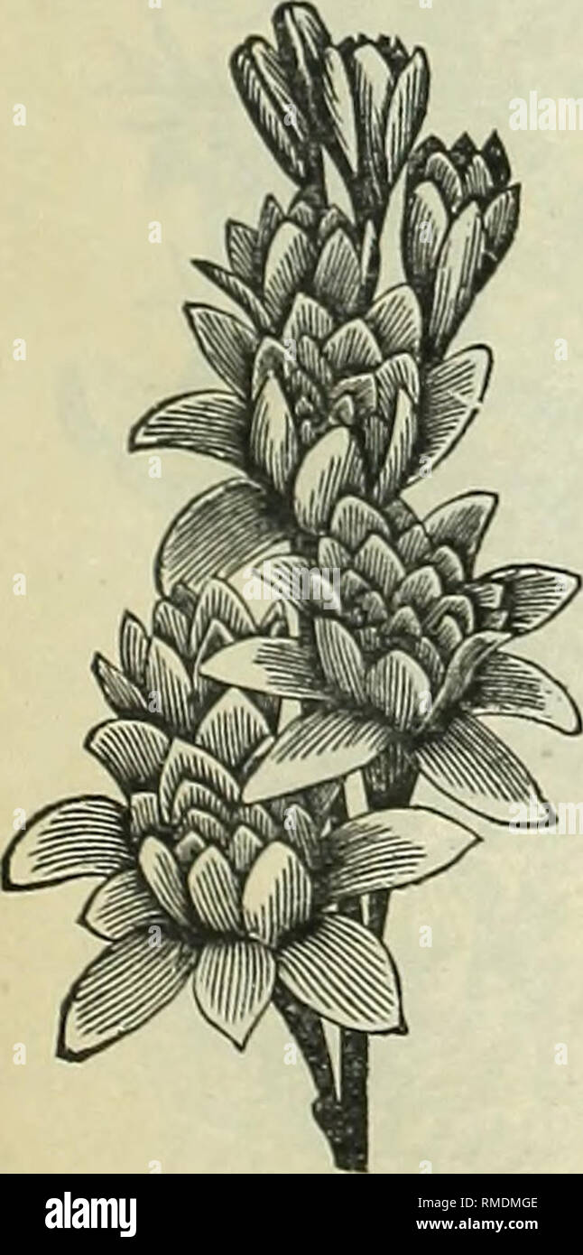 . Die jährlichen Katalog der Preis &Amp; Reed, Nachfolger Preis &Amp; Knickerbocker, Importeure, Produzenten und Händlern in feine Blume, Gemüse und Samen: auch Händler in Gärtnerischen und landwirtschaftlichen Geräten. Gemüse Samen Samen Kataloge Kataloge; Gräser, Gartengeräte und Zubehör Kataloge; Blumen Samen Kataloge; kommerzielle Kataloge New York (State) Albany. Gladiolen.. Brenchleyensls, hell, tiefes purpur. Ceres, Reinweiß, geflammt flieder Eugene Scribe, Rose, mit Karminrot Einina Thursby, weiß mit Carmine streifen General Sherman, große scarlet Ida, weiß, getönte ro flammten Stockfoto