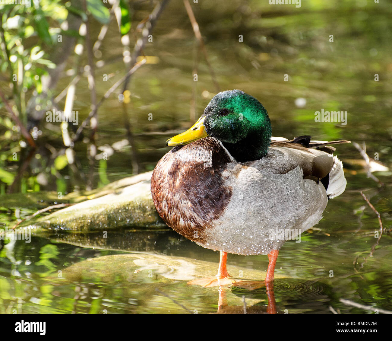 Eine Stockente (Anas platyrhynchos) preens selbst in Franklin Canyon, Los Angeles, CA, USA. Stockfoto