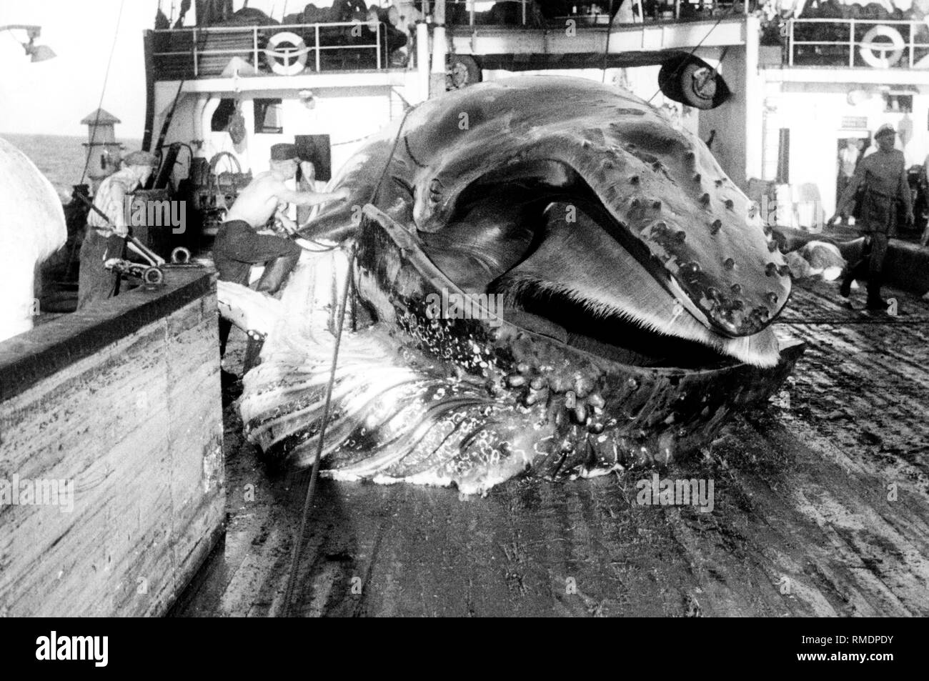 Whaler, 1957 Stockfoto