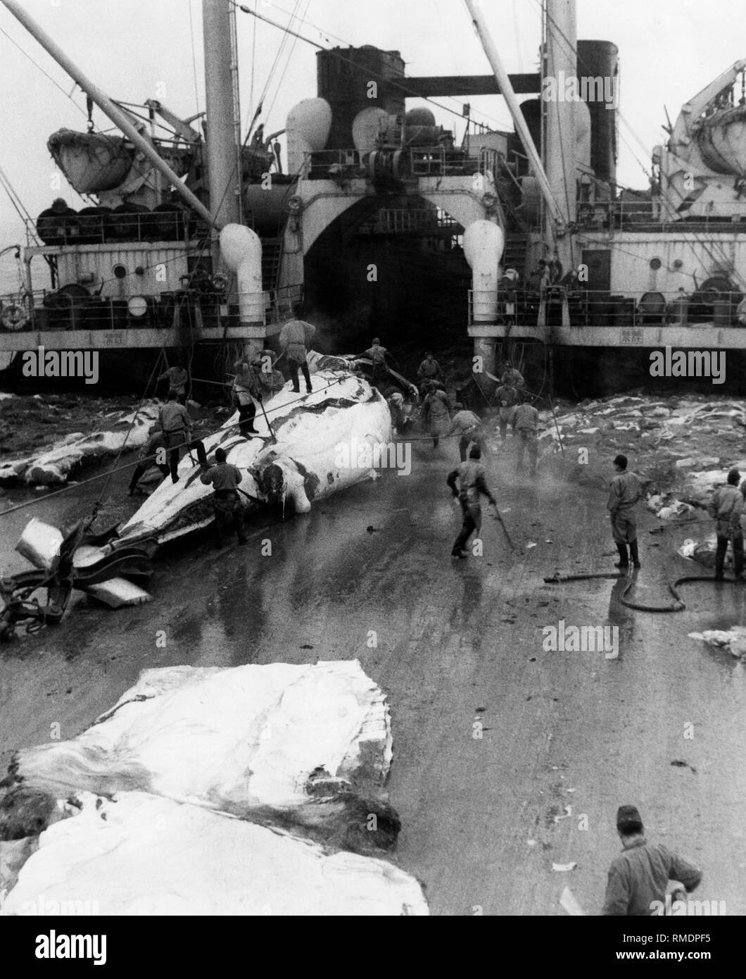 Südpol, einem japanischen Walfang, 1962 Stockfoto