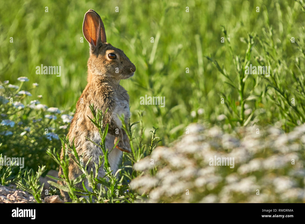 Gemeinsame oder Europäischen Kaninchen (Oryctolagus cuniculus), Andalusien. Spanien Stockfoto