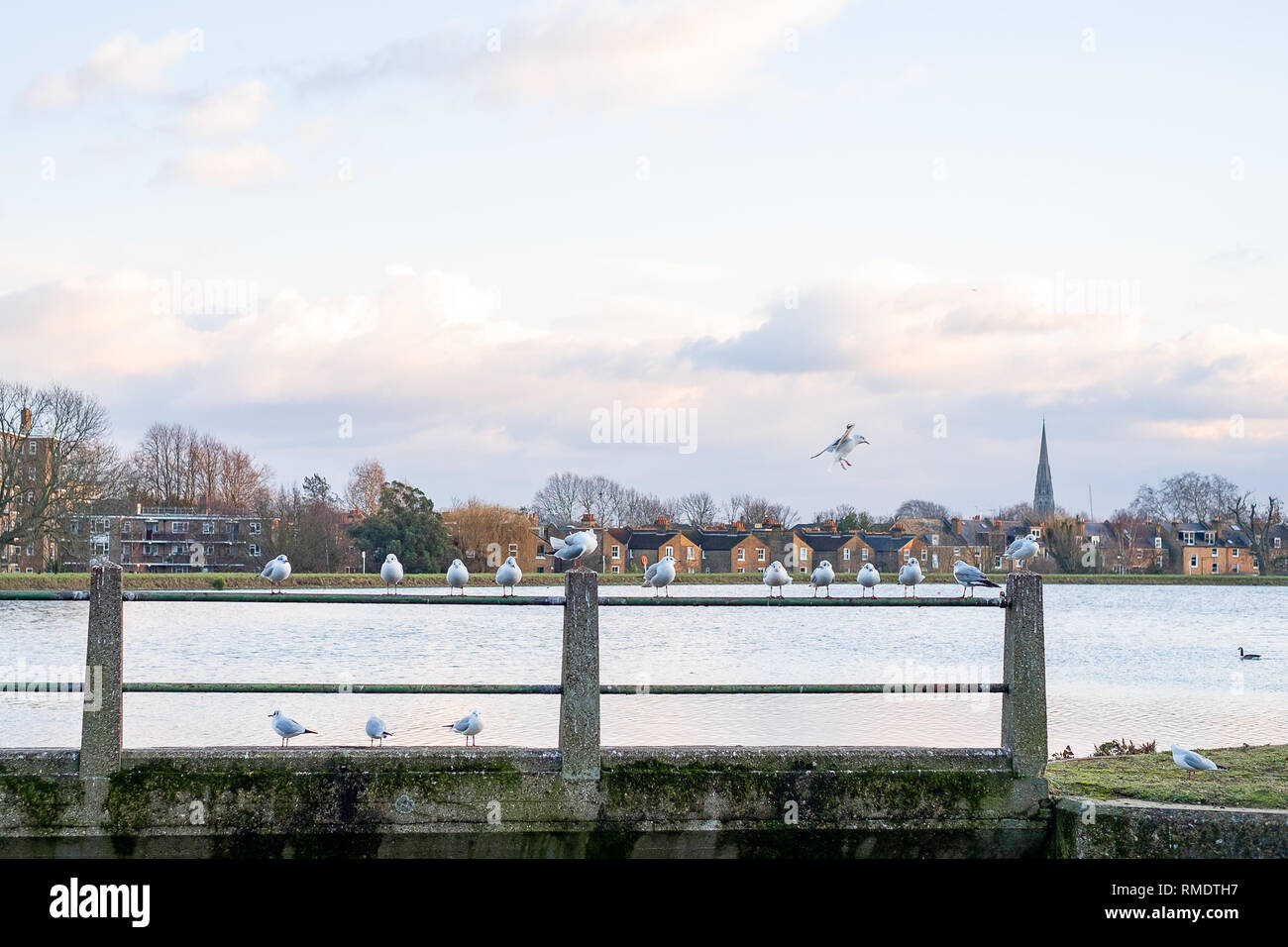 Möwen auf dem Geländer der Woodberry Down Reservoir, Manor House, Stoke Newington, nördlich von London gesäumt, als die Sonne sinkt, Großbritannien Stockfoto