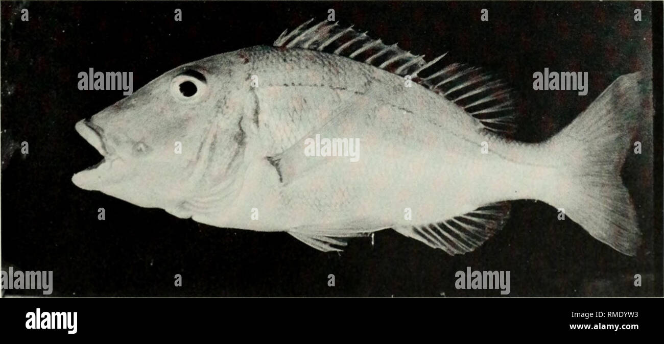 . Eine Kommentierte Checkliste der Fische auf dem Chagos-archipel, zentralen Indischen Ozean. Fische. Abb. 213. Lethrinus hypselopterus, 256 mm SL, Peros Banhos.. Abb. 214. Lethrinus mahsena, 264 mm SL, Peros Banhos. 153. Bitte beachten Sie, dass diese Bilder sind von der gescannten Seite Bilder, die digital für die Lesbarkeit verbessert haben mögen - Färbung und Aussehen dieser Abbildungen können nicht perfekt dem Original ähneln. extrahiert. Winterbottom, Richard, 1944; Emery, Alan, 1939 -; Holm, Erling, 1950; Royal Ontario Museum. Toronto: Royal Ontario Museum Stockfoto