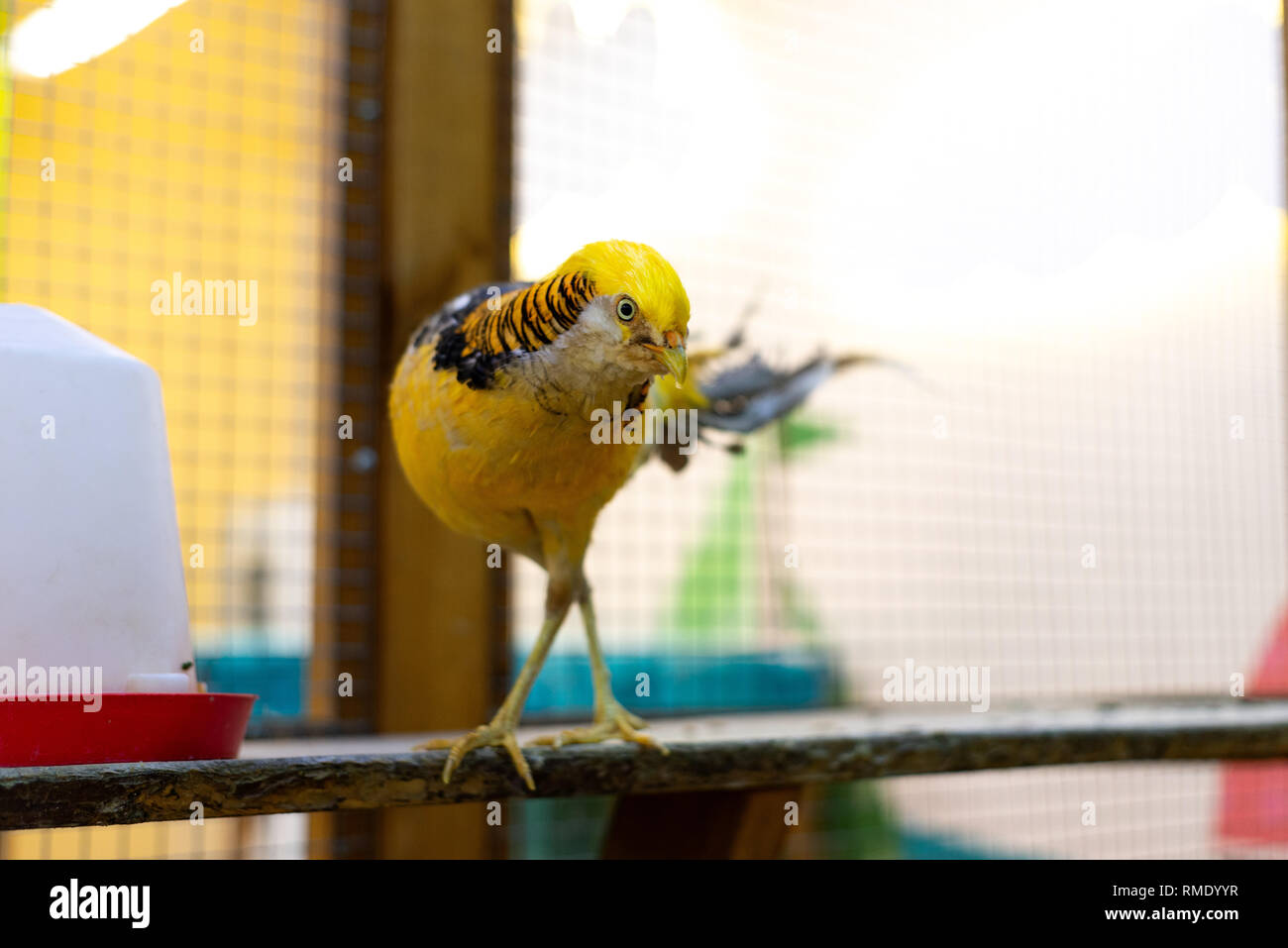 Goldener Fasan. Vogel posiert für die Kamera. Stockfoto