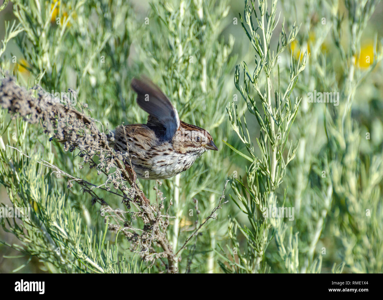 Ein Singsparrow (Melospiza melodia) schlägt seine Flügel, während er in einem Strauch sitzen kann, Goleta, CA. Stockfoto