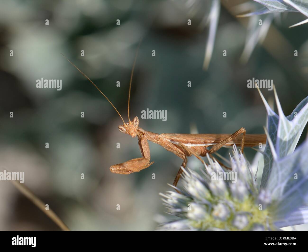 Europäische Zwerg Mantis (Ameles spallanzania/Ameles africana) männliche Jagd auf Sea Holly Blumen (Eryngium maritimum) auf einem Strand, Sardinien, Italien, Juni Stockfoto