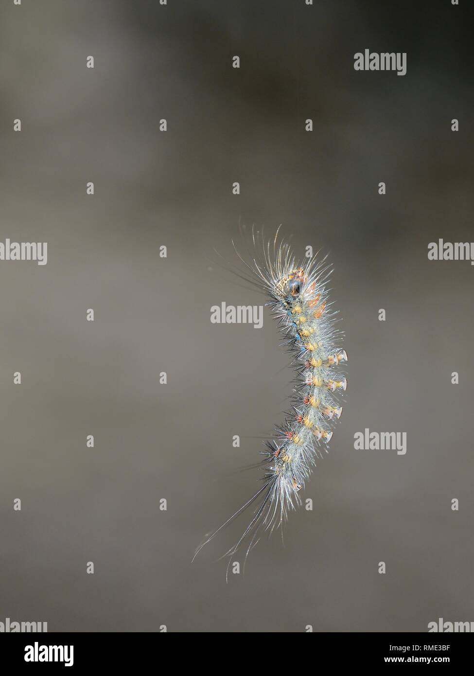 Caterpillar Schwammspinner (Lymantria dispar) absteigend an einem seidenen Faden nach der Fütterung auf die Steineiche (Quercus ilex), Sardinien, Italien. Stockfoto