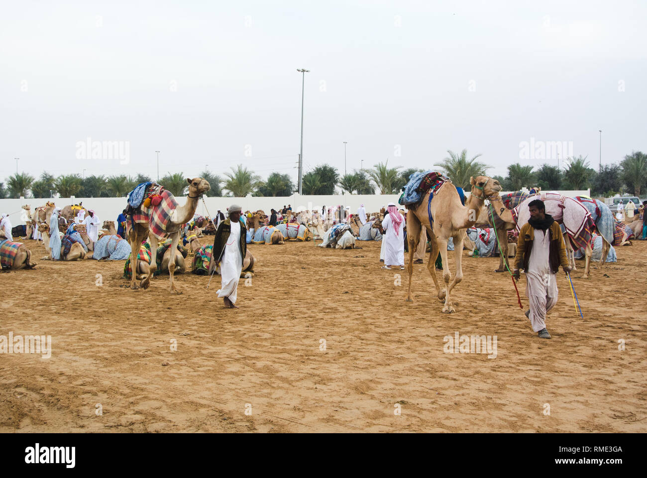 Kamele zu rennen, Dubai, VAE Stockfoto