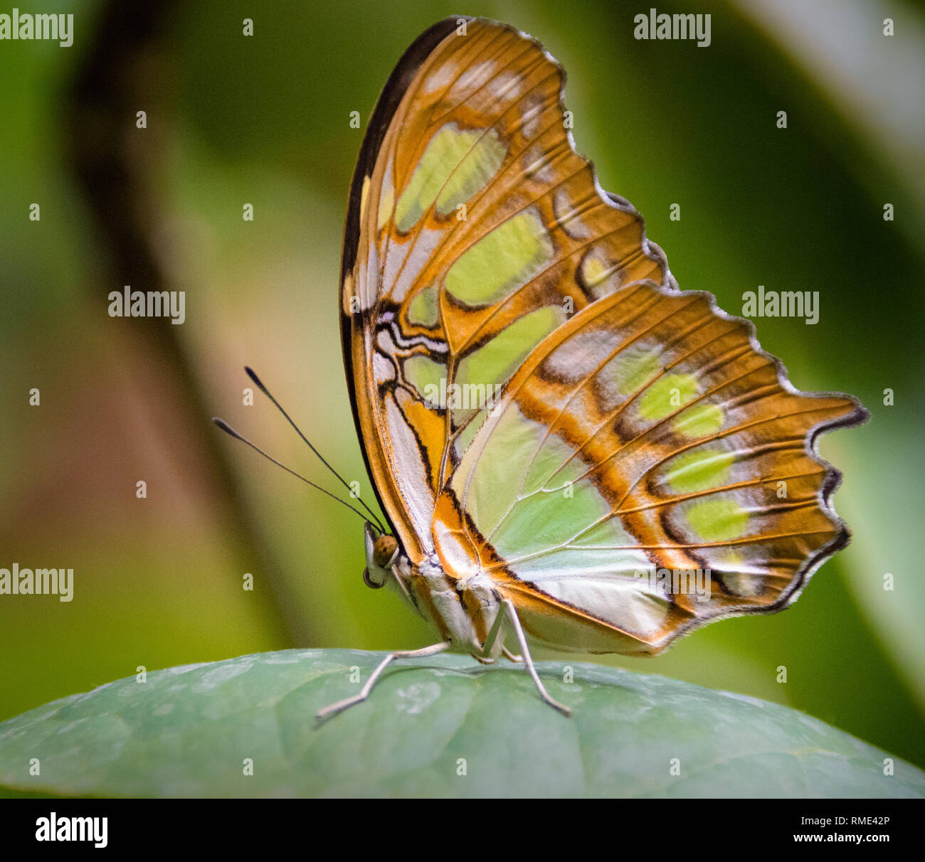 Ein Schmetterling sitzt auf einem Blatt Stockfoto
