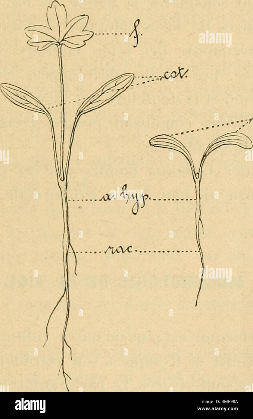 . Annuaire du Conservatoire et du Jardin botaniques de Genève. Botanik. (10) De Géneau Lamarlière'indique que les col lédons de VA. Die wichtigsten sind Presque sessiles. Ce n'est le cas aucune des espèces étudiées Par nous pour, Les cotylédons sind pétioles el Leur pétiole dépasse la Länge du Limbe compris VA. Major:. La Ner- de ce Limbe est einfach: une nervure principale El deux latérales saillantes nervures * Le parcourent. A l'extrémité du Limite la nervure Mediane se réunit aux nervures latérales..r..-./CÛ&amp; Abb. 1. - Jungpflanze d'Astilbe L. - Kinderbett. cotylédons; ein. Hyp. Stockfoto