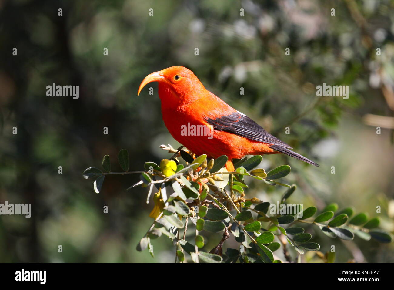 Die ʻIʻiwi (Drepanis coccinea, ausgeprägte/iːˈiːviː/, EEEEVee), oder