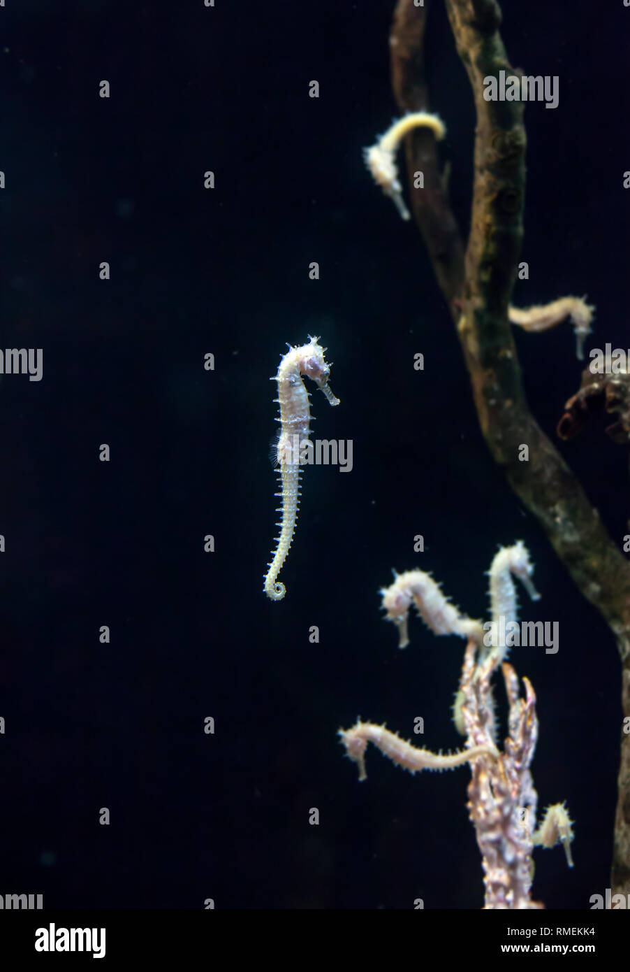Weiss Gefleckte Seepferdchen Schwimmen Im Dunklen Meer Hippocampus Schwimmen Im Aquarium Stockfotografie Alamy