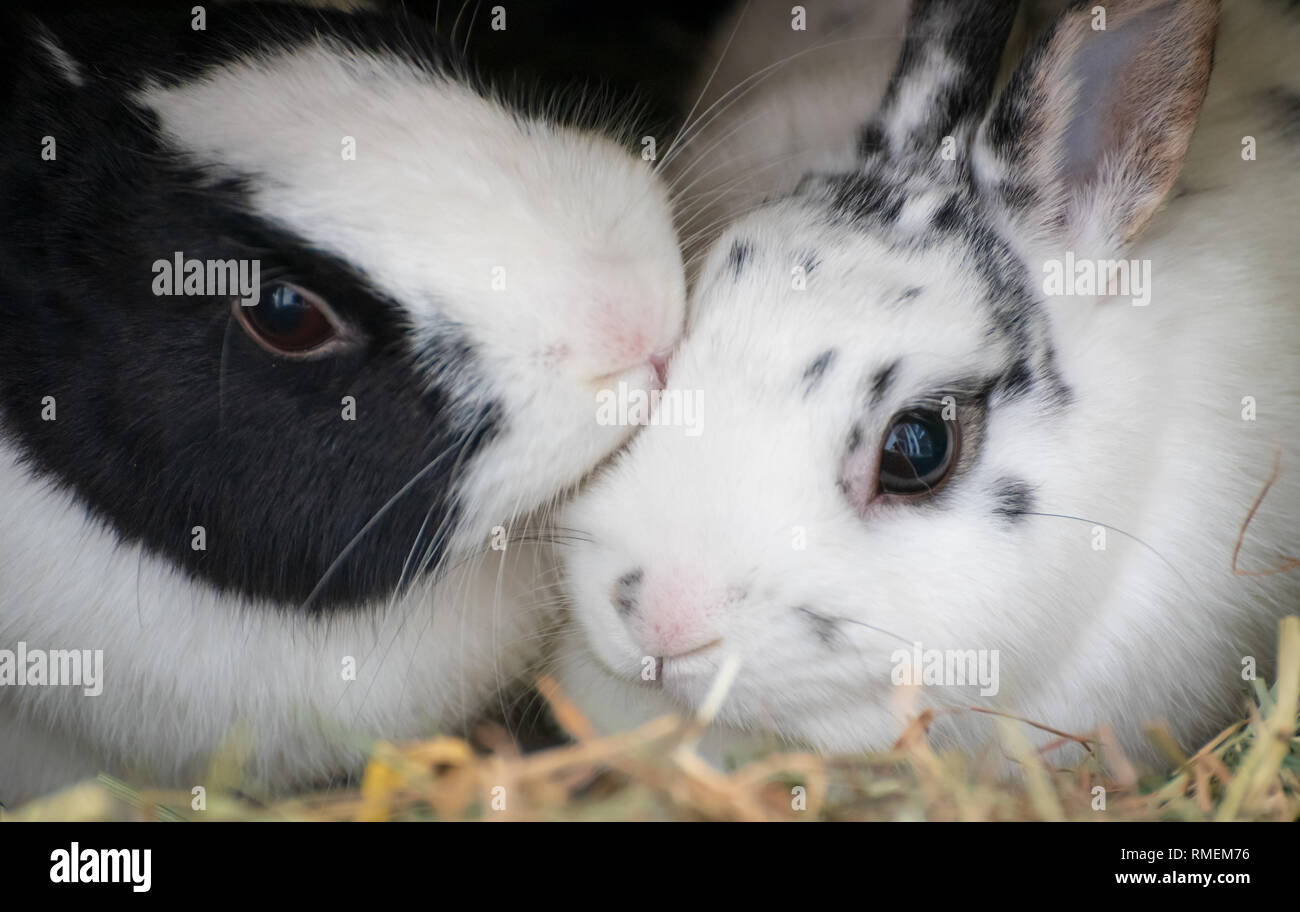 Knuddeln Kaninchen Stockfoto