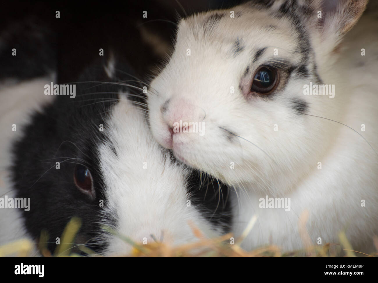 Knuddeln Kaninchen Stockfoto