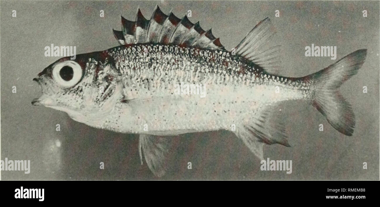 . Eine Kommentierte Checkliste der Fische auf dem Chagos-archipel, zentralen Indischen Ozean. Fische. Abb. 87. Sargocentron microstoma, 109 mm, SL, Eagle Island.. Abb. 88. Sargocentron punctatissimum, 93 mm SL, Peros Banhos. 113. Bitte beachten Sie, dass diese Bilder sind von der gescannten Seite Bilder, die digital für die Lesbarkeit verbessert haben mögen - Färbung und Aussehen dieser Abbildungen können nicht perfekt dem Original ähneln. extrahiert. Winterbottom, Richard, 1944; Emery, Alan, 1939 -; Holm, Erling, 1950; Royal Ontario Museum. Toronto: Royal Ontario Museum Stockfoto