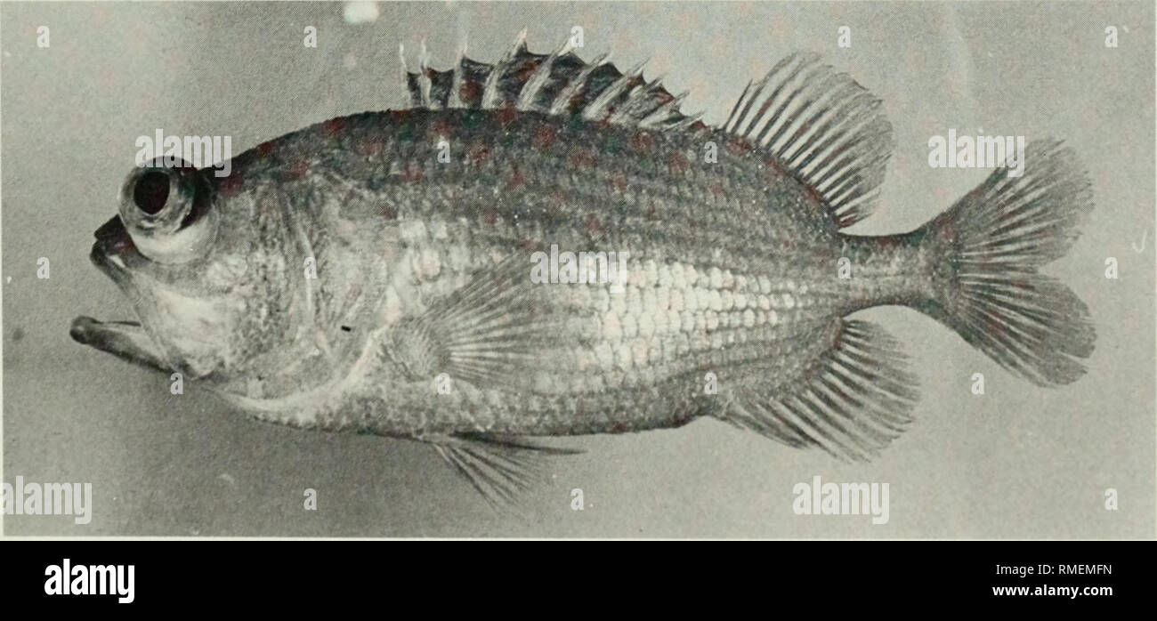 . Eine Kommentierte Checkliste der Fische auf dem Chagos-archipel, zentralen Indischen Ozean. Fische. Abb. 82. Neoniphon sammara, 144 mm SL, Peros Banhos.. Abb. 83. Plectrypops Lima, 113 mm SL, Pcros Banhos. 11. Bitte beachten Sie, dass diese Bilder sind von der gescannten Seite Bilder, die digital für die Lesbarkeit verbessert haben mögen - Färbung und Aussehen dieser Abbildungen können nicht perfekt dem Original ähneln. extrahiert. Winterbottom, Richard, 1944; Emery, Alan, 1939 -; Holm, Erling, 1950; Royal Ontario Museum. Toronto: Royal Ontario Museum Stockfoto